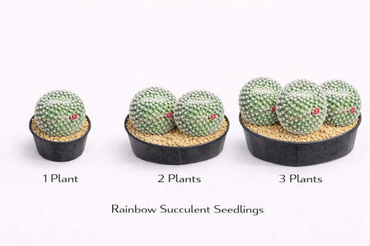 Alternate Angle of Red Thorn Cactus Live Plant, Unique Indoor Succulent, Easy Care Desert Houseplant, Small Potted Cactus Gift, highlighting its cactus look and listing presentation