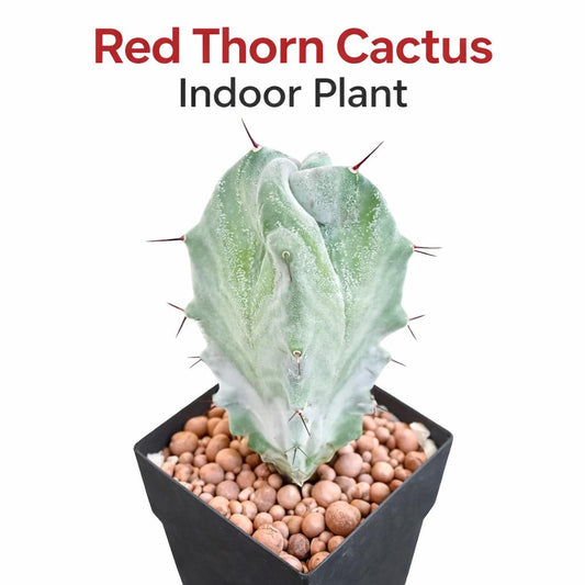 Main product photo of Red Thorn Cactus Live Plant, Unique Indoor Succulent, Easy Care Desert Houseplant Gift, Small Potted Cactus Décor, showing the primary view of the listing