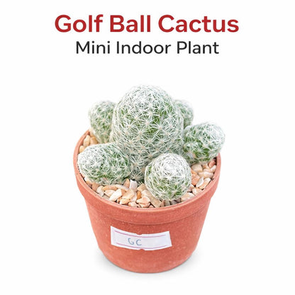 Main product photo of Golf Ball Cactus, Small Potted Indoor Succulent, Easy Care Mini Desert Plant, Cute Office Desk Decor Gift, showing the primary view of the listing