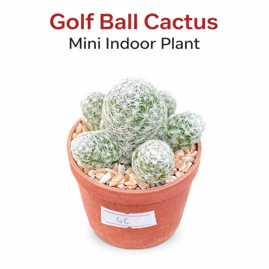 Main product photo of Golf Ball Cactus, Small Potted Indoor Succulent, Easy Care Mini Desert Plant, Cute Office Desk Decor Gift, showing the primary view of the listing