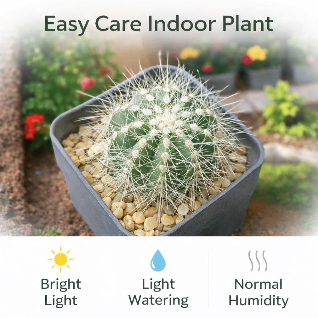 Side view — Silver Starfruit Succulent | Cacti Nest