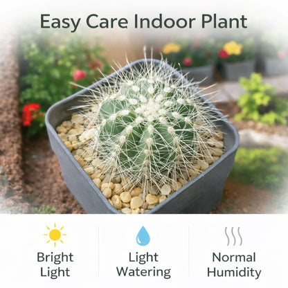 Side view — Silver Starfruit Succulent | Cacti Nest
