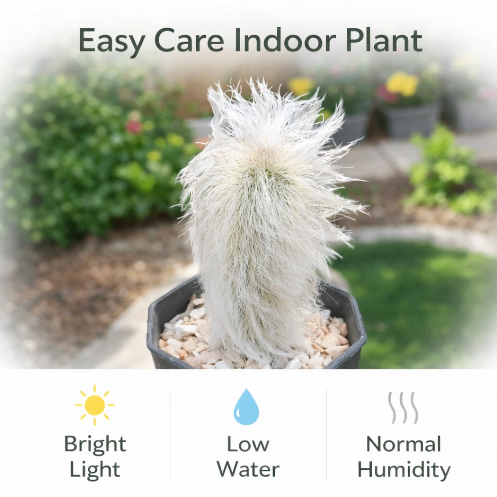 Side view — Old Man Cactus Live Plant | Cacti Nest