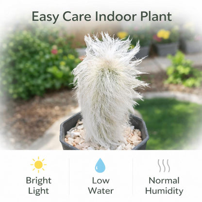 Side view — Old Man Cactus Live Plant | Cacti Nest