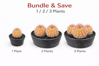 Alternate angle — Red Namaru Spider Cactus Indoor Plant | Cacti Nest