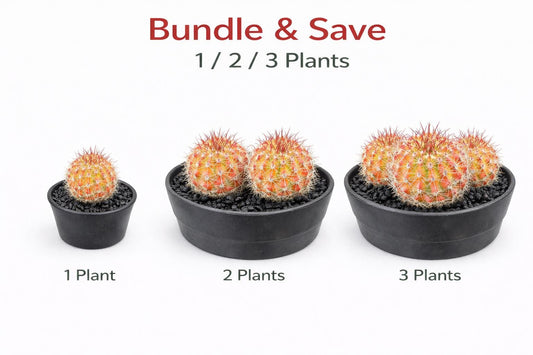 Alternate Angle of Red Namaru Spider Cactus Indoor Plant, Colorful Mini Succulent, Easy Care Desk Plant, Small Potted Cactus Gift, Modern Home Decor, highlighting its cactus look and listing presentation