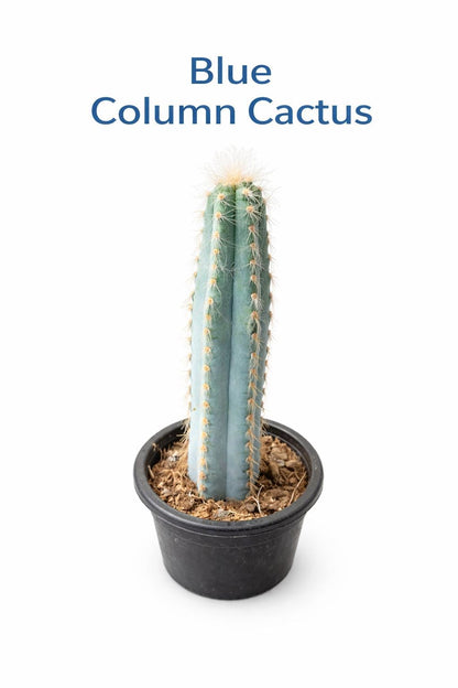 Main product photo of Blue Column Cactus Indoor Plant, Tall Column Succulent, Easy Care Desk Plant, Modern Home Decor Cactus, Small Potted Succulent Gift, showing the primary view of the listing