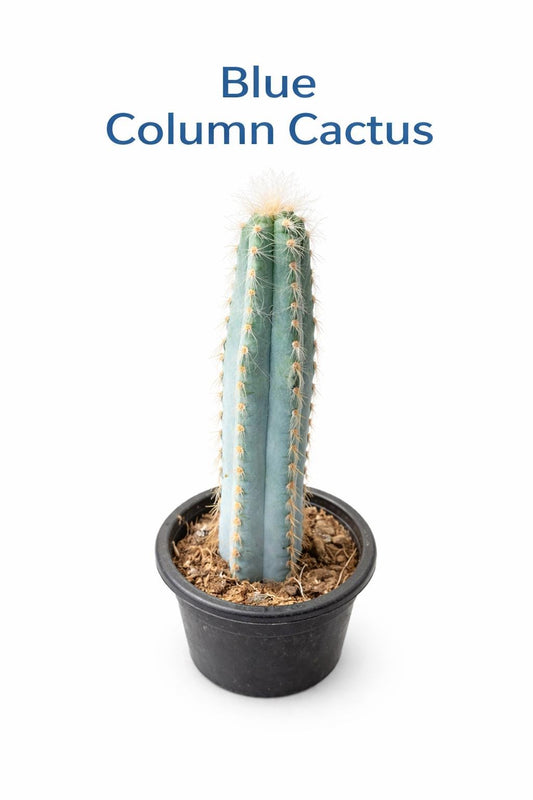 Main product photo of Blue Column Cactus Indoor Plant, Tall Column Succulent, Easy Care Desk Plant, Modern Home Decor Cactus, Small Potted Succulent Gift, showing the primary view of the listing