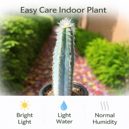 Side View of Blue Column Cactus Indoor Plant, Tall Column Succulent, Easy Care Desk Plant, Modern Home Decor Cactus, Small Potted Succulent Gift, highlighting its cactus look and listing presentation