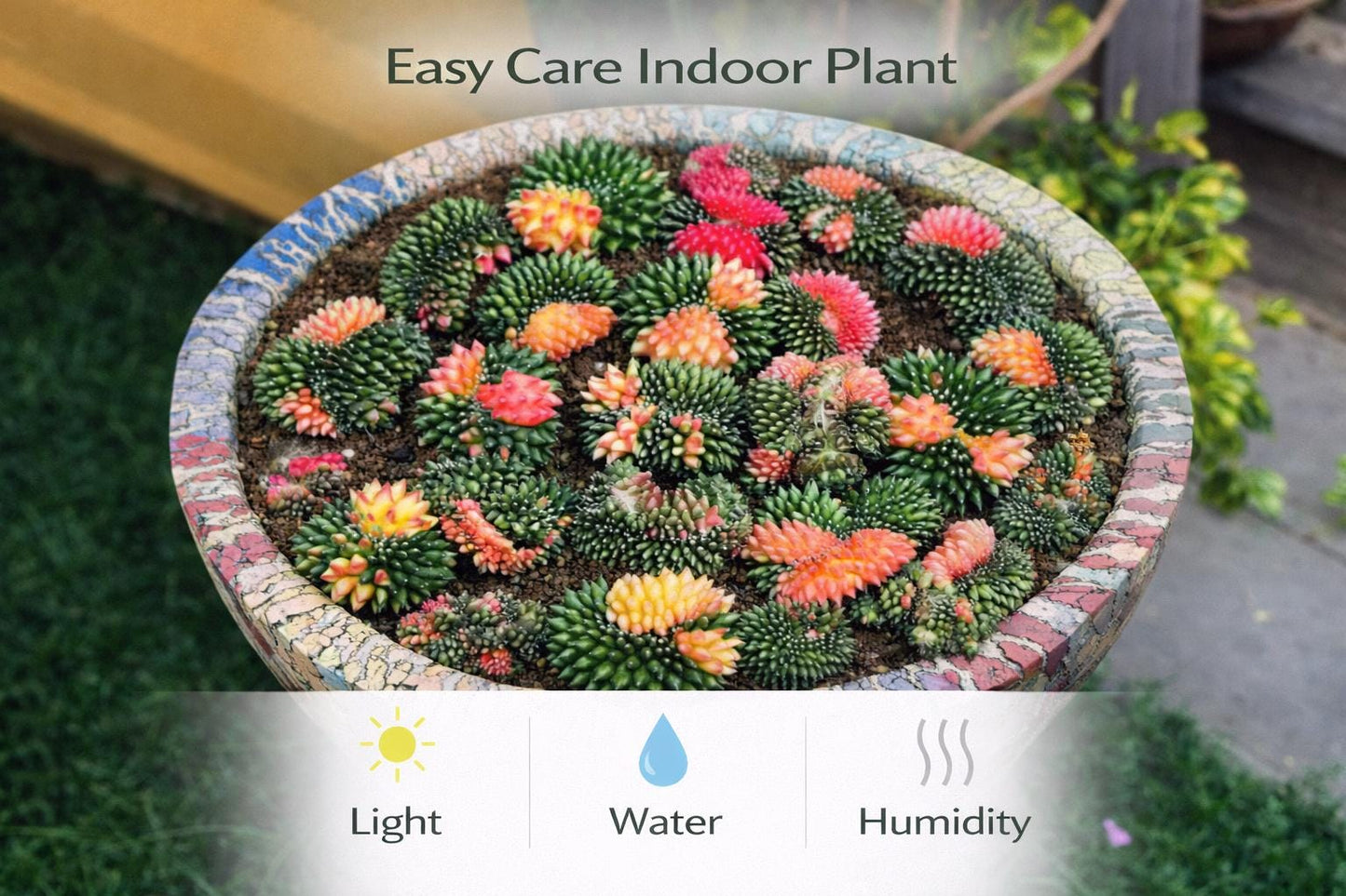 Close-up detail — Variegated Cactus Plants | Cacti Nest