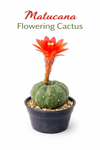 Main product photo of Matucana Cactus Indoor Plant, Colorful Flowering Succulent, Easy Care Desert Houseplant, Small Potted Cactus Gift, Desk Decor, showing the primary view of the listing