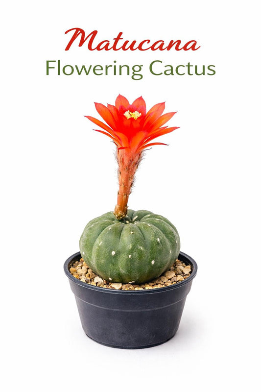 Main product photo of Matucana Cactus Indoor Plant, Colorful Flowering Succulent, Easy Care Desert Houseplant, Small Potted Cactus Gift, Desk Decor, showing the primary view of the listing