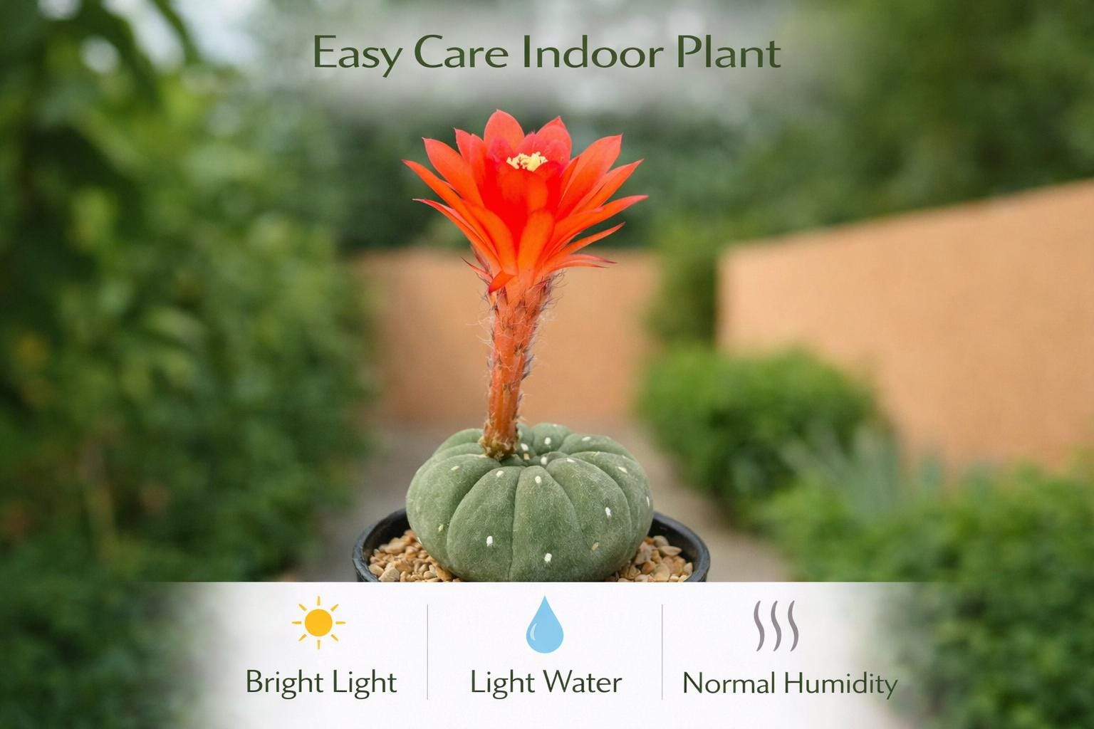 Side View of Matucana Cactus Indoor Plant, Colorful Flowering Succulent, Easy Care Desert Houseplant, Small Potted Cactus Gift, Desk Decor, highlighting its cactus look and listing presentation