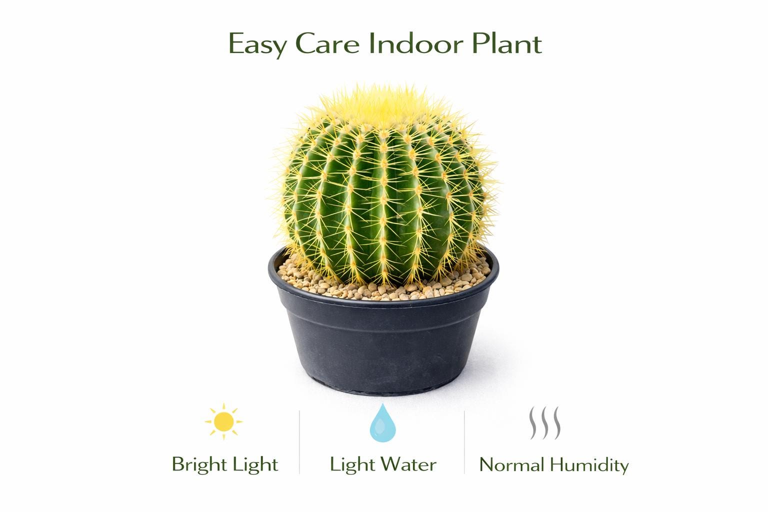 Close-up detail — Golden Barrel Cactus Indoor Plant | Cacti Nest