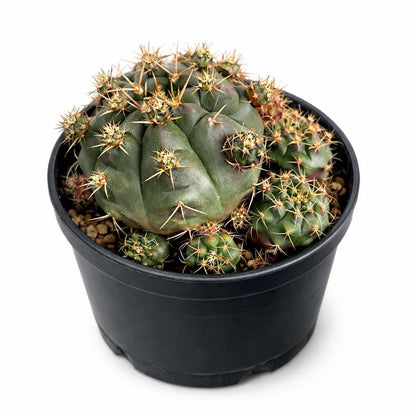 Main product photo of Mini Desert Cactus Plant, Easy Care Indoor Cactus, Small Potted Succulent, Cute Office Desk Plant, Unique Gift for Plant Lover, showing the primary view of the listing
