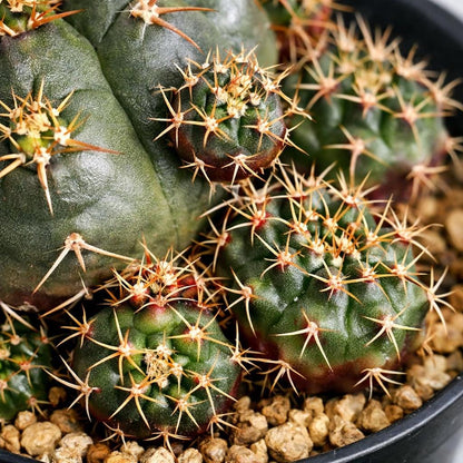 Side View of Mini Desert Cactus Plant, Easy Care Indoor Cactus, Small Potted Succulent, Cute Office Desk Plant, Unique Gift for Plant Lover, highlighting its cactus look and listing presentation