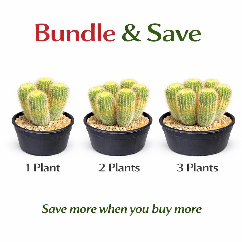 Alternate Angle of Golden Ball Cactus Indoor Plant, Mini Desert Succulent, Easy Care Houseplant, Small Potted Cactus, Desk Decor, Plant Lover Gift, highlighting its cactus look and listing presentation
