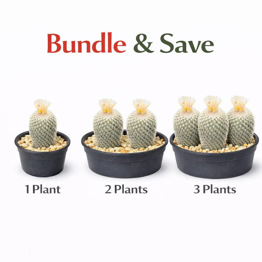 Alternate Angle of Button Cactus Mini Indoor Plant, Easy Care Desert Succulent, Small Potted Houseplant, Desk Decor Gift, Live Cactus Plant, highlighting its cactus look and listing presentation