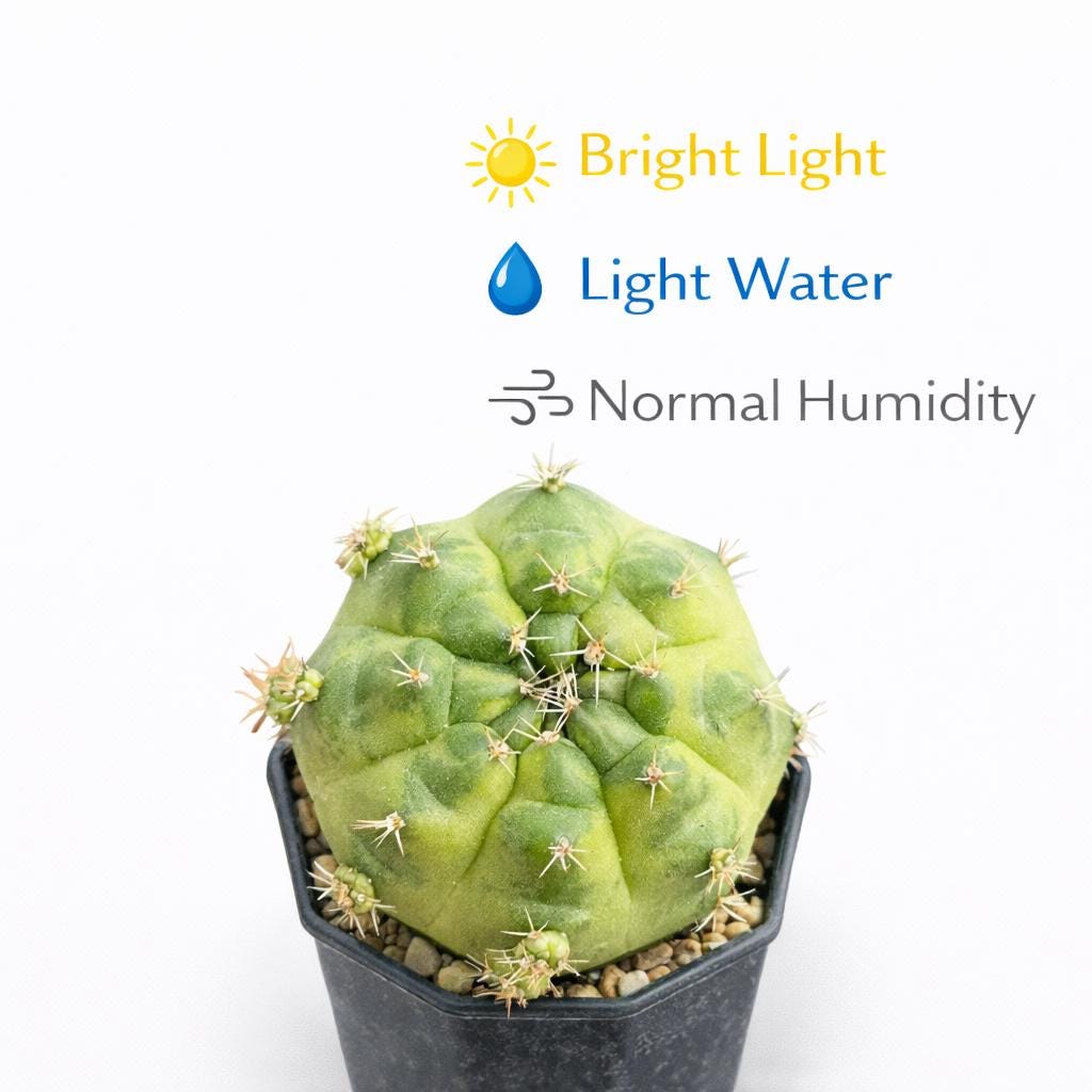 Side View of Flowering Round Cactus Live Plant, Mini Indoor Succulent, Easy Care Houseplant Gift, Small Potted Desert Plant, Desk Decor, highlighting its cactus look and listing presentation