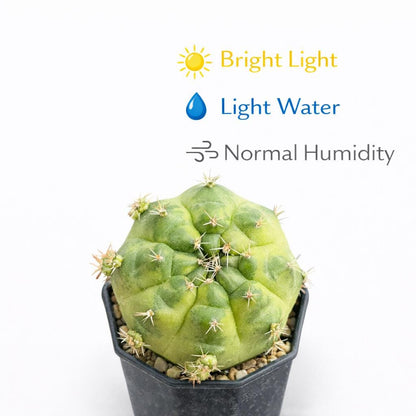 Side View of Flowering Round Cactus Live Plant, Mini Indoor Succulent, Easy Care Houseplant Gift, Small Potted Desert Plant, Desk Decor, highlighting its cactus look and listing presentation