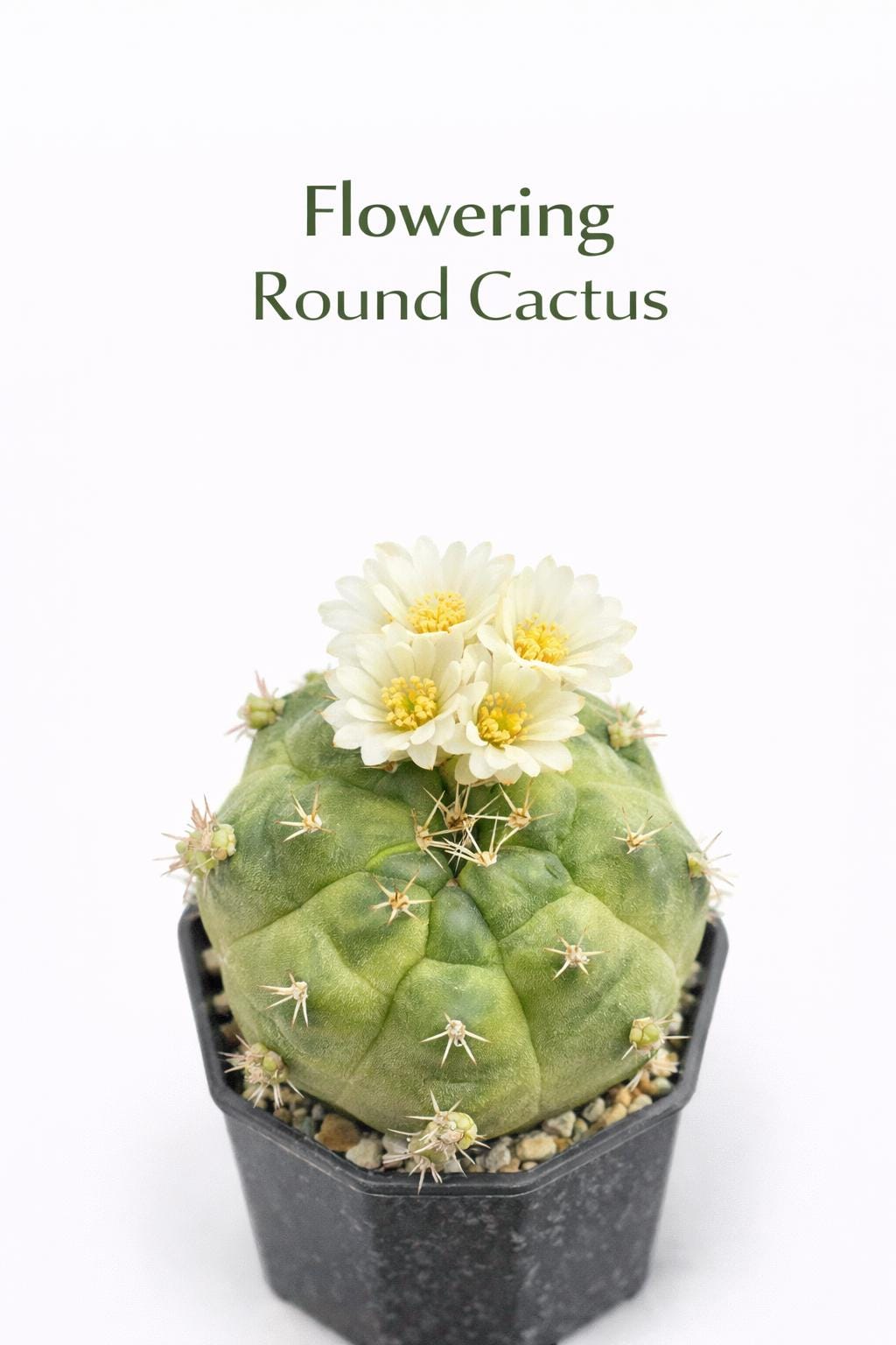 Main product photo of Flowering Round Cactus Live Plant, Mini Indoor Succulent, Easy Care Houseplant Gift, Small Potted Desert Plant, Desk Decor, showing the primary view of the listing