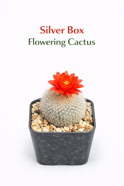 Main product photo of Silver Box Flowering Cactus, Mini Indoor Succulent Plant, Blooming Desert Houseplant, Easy Care Desk Decor, Unique Gift Plant, showing the primary view of the listing