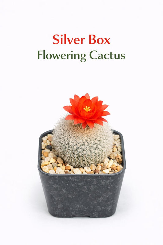 Main product photo of Silver Box Flowering Cactus, Mini Indoor Succulent Plant, Blooming Desert Houseplant, Easy Care Desk Decor, Unique Gift Plant, showing the primary view of the listing