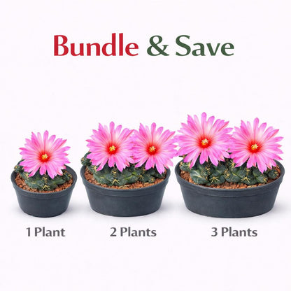 Alternate angle — Elephant Ear Paddle Cactus Live Plant | Cacti Nest