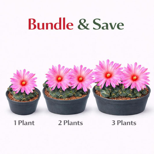 Alternate Angle of Elephant Ear Paddle Cactus Live Plant, Flowering Indoor Succulent, Easy Care Mini Cactus, Desk Decor Plant, Unique Houseplant Gift, highlighting its cactus look and listing presentation