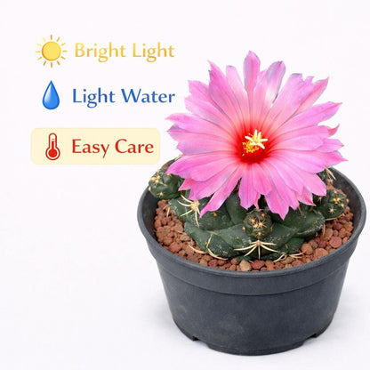 Side view — Elephant Ear Paddle Cactus Live Plant | Cacti Nest