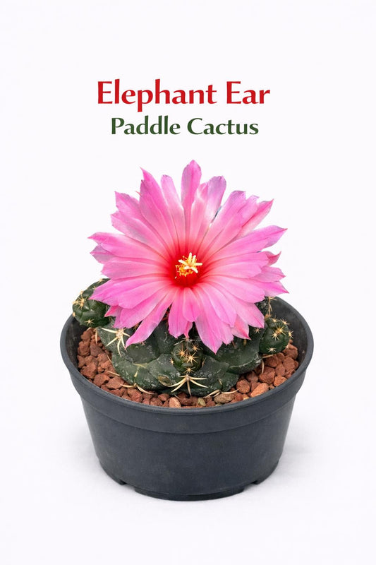 Main product photo of Elephant Ear Paddle Cactus Live Plant, Flowering Indoor Succulent, Easy Care Mini Cactus, Desk Decor Plant, Unique Houseplant Gift, showing the primary view of the listing