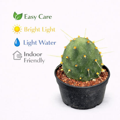 Side view — Watermelon Paddle Cactus Live Plant | Cacti Nest