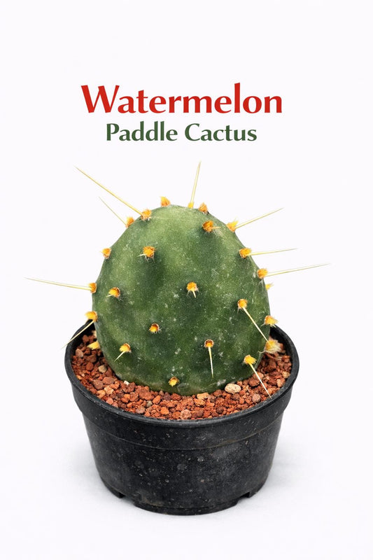Main product photo of Watermelon Paddle Cactus Live Plant, Paddle Succulent Indoor, Easy Care Desk Plant, Unique Flat Cactus, Small Potted Houseplant Gift, showing the primary view of the listing