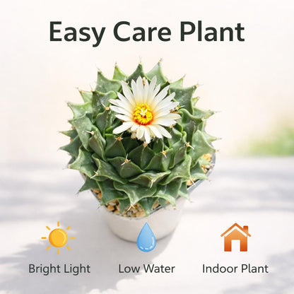 Side View of Colorful Mini Cactus Live Plant, Small Indoor Succulent, Easy Care Desk Plant, Unique Houseplant Gift, Cute Mini Potted Cactus Decor, highlighting its cactus look and listing presentation