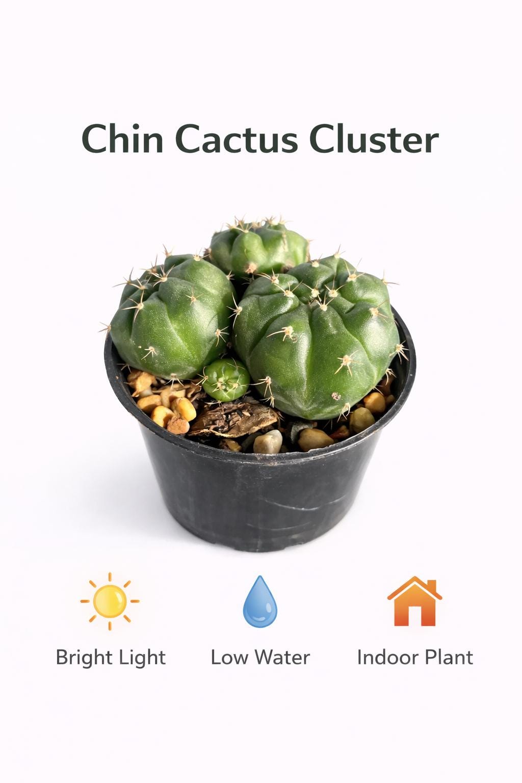 Side view — Chin Cactus Cluster Live Plant | Cacti Nest