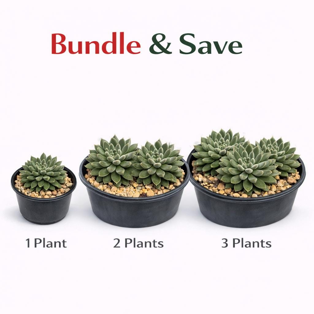 Alternate angle — Black Hedgehog Succulent Plant | Cacti Nest