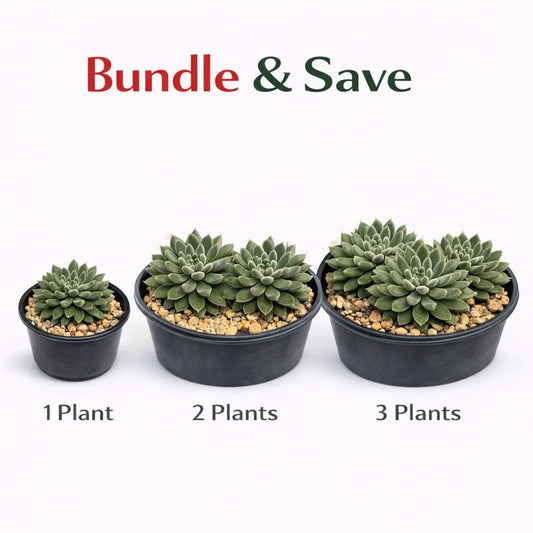 Alternate Angle of Black Hedgehog Succulent Plant, Spiky Mini Indoor Houseplant, Easy Care Desk Plant, Unique Small Cactus Gift, Modern Home Decor, highlighting its cactus look and listing presentation