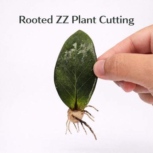 Main product photo of ZZ Plant Cutting Rooted Stem, Easy Care Indoor Houseplant Starter, Live Rooted Leaf Cutting, Beginner Friendly Desk Plant Gift, showing the primary view of the listing