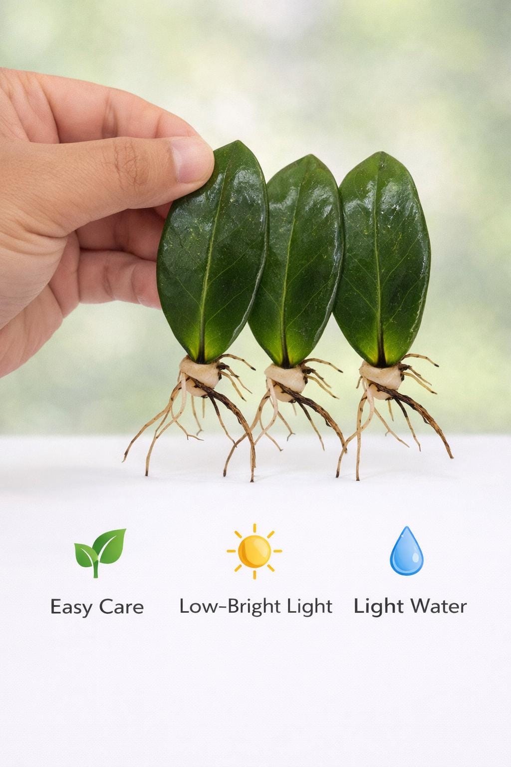 Side view — ZZ Plant Cutting Rooted Stem | Cacti Nest