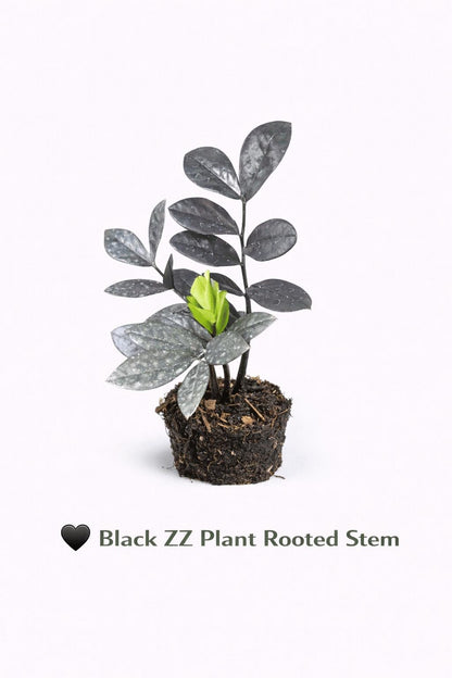 Main product photo of Black ZZ Plant Rooted Stem, Live ZZ Plant Cutting, Easy Care Indoor Plant, Low Light Houseplant, Rooted Leaf Starter, Desk Plant Gift, showing the primary view of the listing