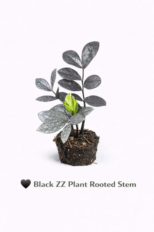 Main product photo of Black ZZ Plant Rooted Stem, Live ZZ Plant Cutting, Easy Care Indoor Plant, Low Light Houseplant, Rooted Leaf Starter, Desk Plant Gift, showing the primary view of the listing
