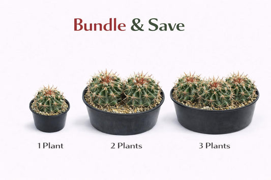 Alternate Angle of Mini Melon Shape Cactus Live Plant, Spiky Indoor Succulent, Easy Care Desert Houseplant, Unique Potted Cactus Gift, Desk Decor Plant, highlighting its cactus look and listing presentation