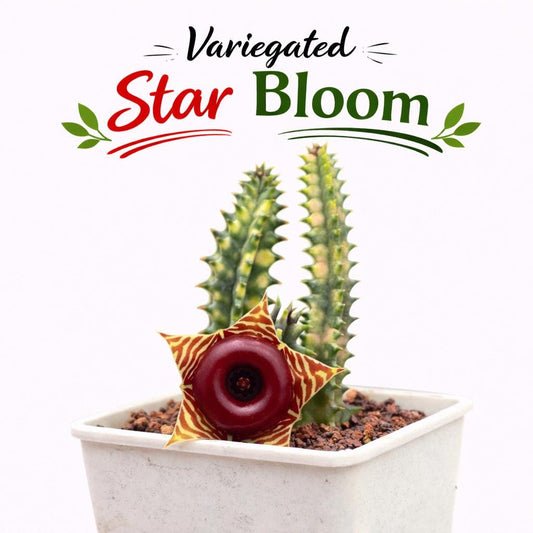 Main product photo of Variegated Star Bloom Cactus, Colorful Striped Succulent, Easy Care Indoor Plant, Unique Flowering Houseplant Gift, Mini Desk Decor, showing the primary view of the listing