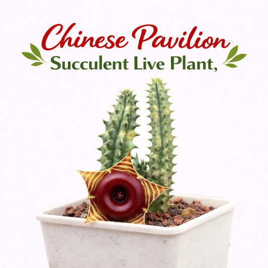 Main product photo of Chinese Pavilion Succulent Live Plant, Star Bloom Indoor Succulent, Unique Flower Cactus, Easy Care Desk Plant, Houseplant Gift, showing the primary view of the listing