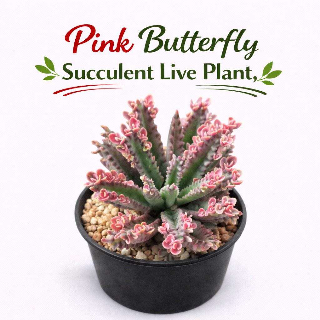 Main product photo of Pink Butterfly Succulent Live Plant, Mini Pink Indoor Succulent, Easy Care Houseplant, Cute Desk Plant Gift, Unique Small Plant Decor, showing the primary view of the listing