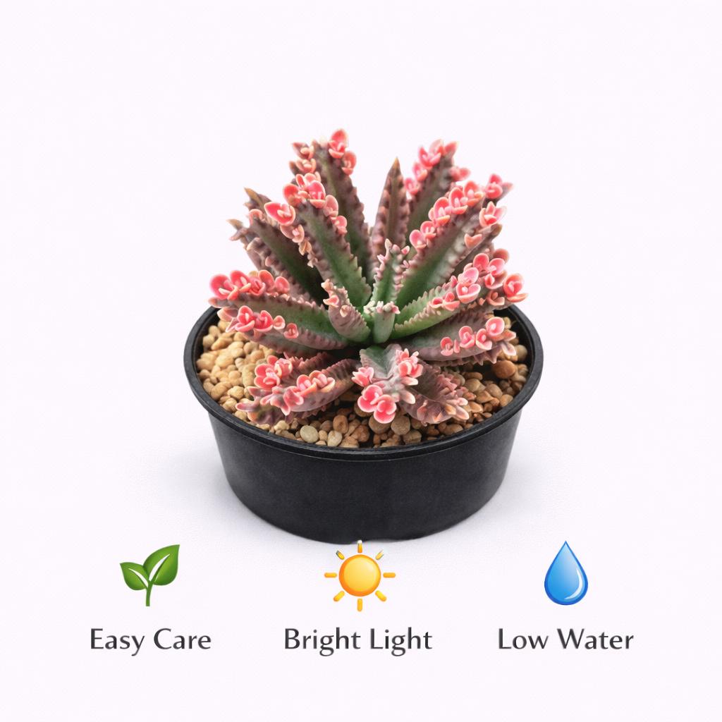 Side view — Pink Butterfly Succulent Live Plant | Cacti Nest