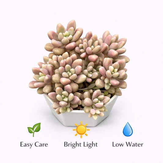 Alternate Angle of Pastel Rosette Succulent Plant, Soft Pink & Green Mini Indoor Succulent, Easy Care Desk Plant, Aesthetic Home Decor Gift, highlighting its succulent look and listing presentation