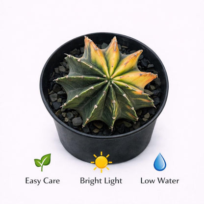 Side view — Variegated Colorful Indoor Cactus | Cacti Nest