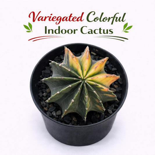 Main product photo of Variegated Colorful Indoor Cactus, Live Mini Succulent Plant, Easy Care Desk Houseplant Gift, showing the primary view of the listing