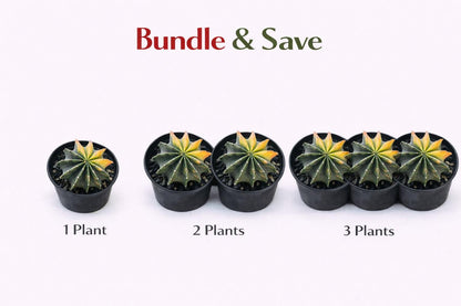 Alternate angle — Variegated Colorful Indoor Cactus | Cacti Nest